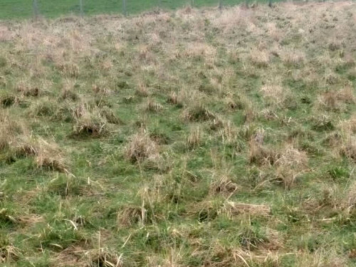 Prodej pozemku v Polomi