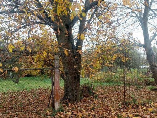 Prodej pozemku v Olomouci, Týneček