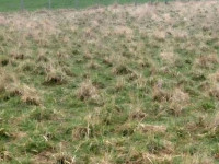 Prodej pozemku v Polomi