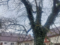 Prodej RD 4+1+hala v Dubu nad Moravou, Tučapy