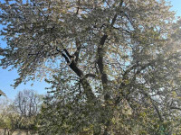 Prodej RD 4+1+hala v Dubu nad Moravou, Tučapy