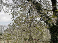 Prodej RD 4+1+hala v Dubu nad Moravou, Tučapy