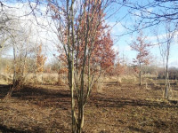 Prodej pozemku v Olomouci, Řepčíně