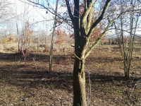 Prodej pozemku v Olomouci, Řepčíně