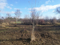 Prodej pozemku v Olomouci, Řepčíně